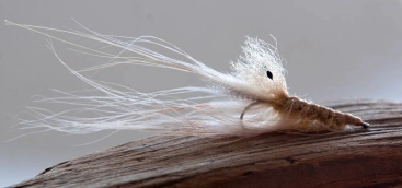 A Non-pink Pig-like fly A Non-pink Pig-like fly