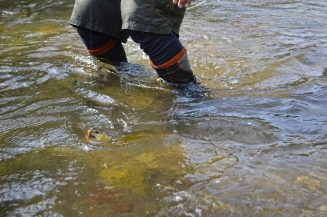 My fly pattern of the year and its victim My fly pattern of the year and its victim