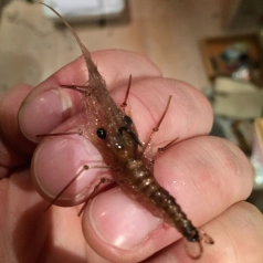 Very naturalistic Very naturalistic