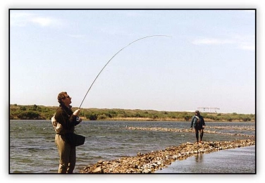 From the walls From the walls