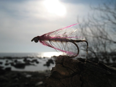 Polar Magnus Polar Magnus