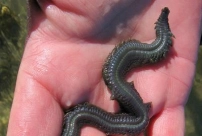 Definetely a biggy Definetely a biggy