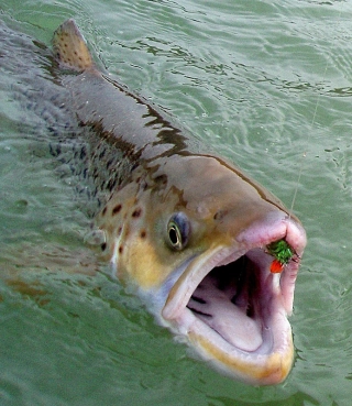 Terror regime Terror regime