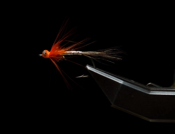 A bright fly A bright fly