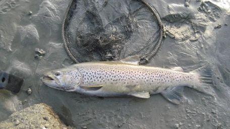 From stream to ocean and back From stream to ocean and back