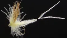 Video thumb for Mayfly Acolin