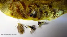 Video thumb for Organza Stone Clinger Nymph