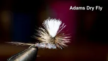Video thumb for Parachute Adams