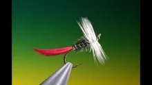 Video thumb for Bristow's Bug