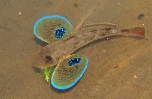 User submitted picture:  Tub Gurnard caught with ...