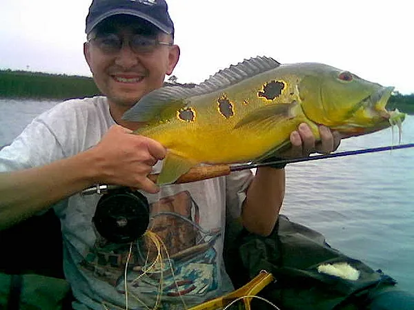 User submitted picture: PEACOCK BASS CAUGTH WITH ...