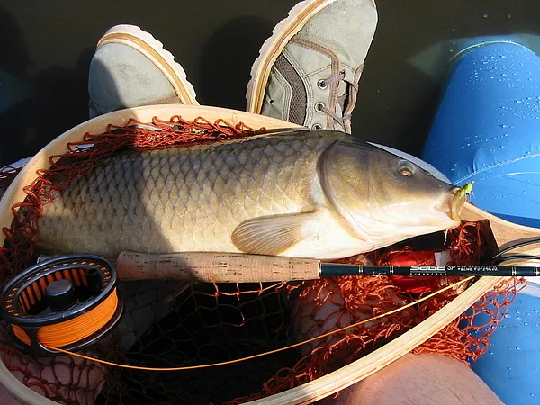 User submitted picture: Summer fun. Carp on fly